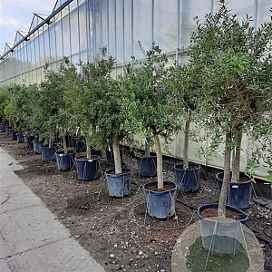 Olea europaea 250 cm stam container 20-25