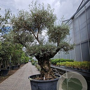 Olea europaea 50 cm container 100-125