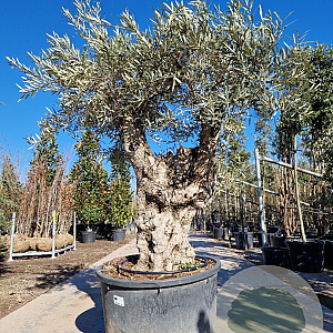Olea europaea 50 cm container 100-125