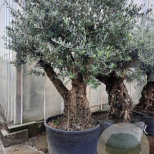 Olea europaea 50 cm container 100-125 vertakt