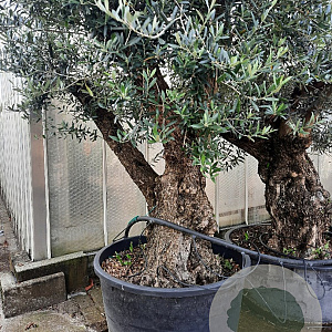 Olea europaea 50 cm container 100-125 vertakt