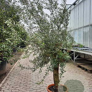 Olea europaea 50 cm container 30-35