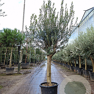 Olea europaea 50 cm container 30-35