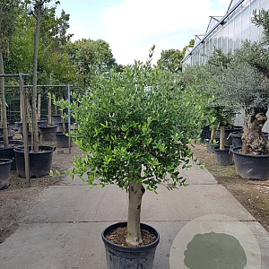 Olea europaea 50 cm container 30-35