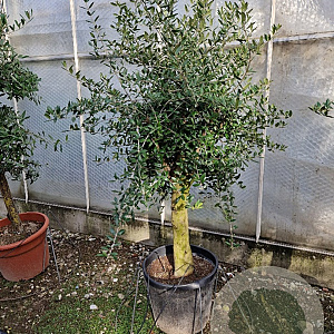 Olea europaea 50 cm container 30-35