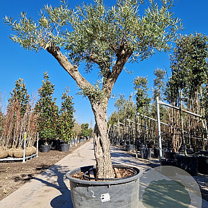 Olea europaea 50 cm container 60-80