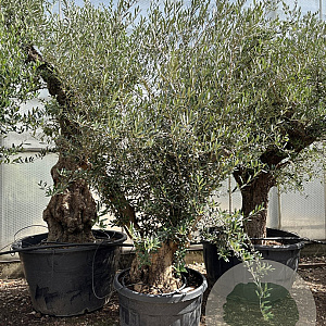 Olea europaea 50 cm container 80-100 solitair