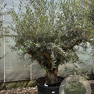 Olea europaea 50 cm container 80-100 solitair