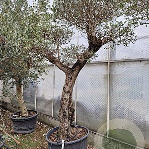 Olea europaea 50 cm stam container 50-60 pompon