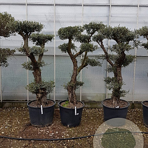 Olea europaea 50 cm stam container 50-60 pompon
