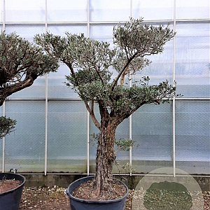 Olea europaea 50 cm stam container 50-60 pompon