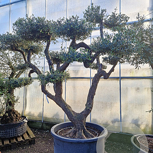 Olea europaea 60 cm container 60-80 pompon