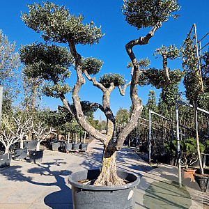 Olea europaea 60 cm container 60-80 pompon