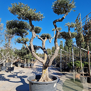 Olea europaea 60 cm container 60-80 pompon