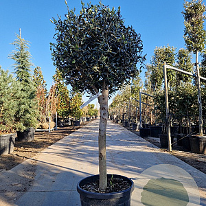 Olea europaea 70 cm container 18-20 BOL 50-60