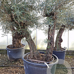 Olea europaea 80 cm stam container 40-50 meerstammig