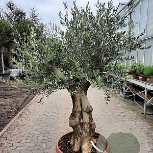 Olea europaea 80 cm stam container 60-80 schaalvorm