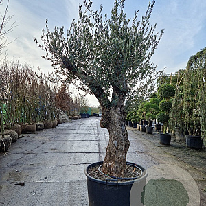 Olea europaea 80 cm stam container 80 stam 120x120 scherm