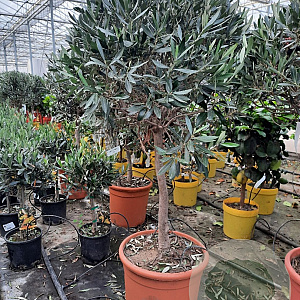 Olea europaea 90 cm 12L stam