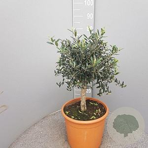 Olea europaea 90 cm 12L stam