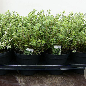 Origanum majorana P14