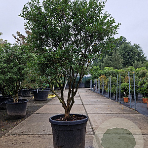 Osmanthus burkwoodii 150-175 cm container solitair 40-45