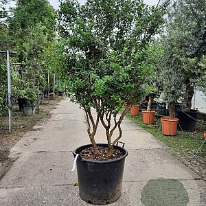 Osmanthus burkwoodii 150-175 cm container solitair 40-45
