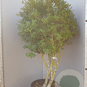 Osmanthus burkwoodii 150-175 cm container solitair 40-45