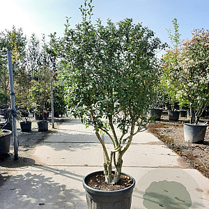 Osmanthus burkwoodii 150-175 cm container solitair 40-45