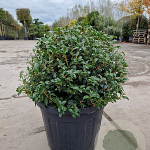 Osmanthus burkwoodii 50 cm container bol
