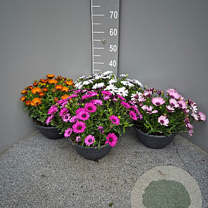 Osteospermum ecklonis GM 9L