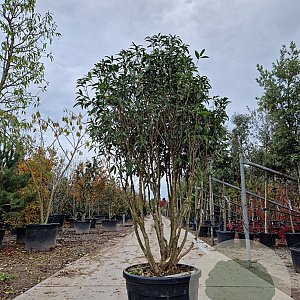 Osmanthus fragrans 175-200 cm cont. 95L