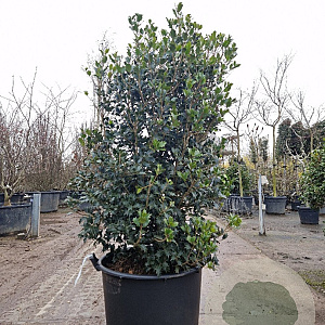 Osmanthus heterophyllus 125-150 cm cont. 90L extra