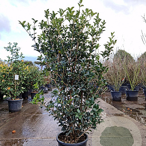 Osmanthus heterophyllus 140-160 cm 25L