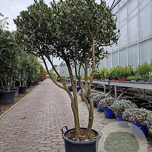 Osmanthus heterophyllus 140-160 cm 50L paraplu