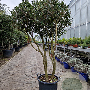 Osmanthus heterophyllus 140-160 cm 50L paraplu