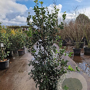 Osmanthus heterophyllus 150-175 cm 25L