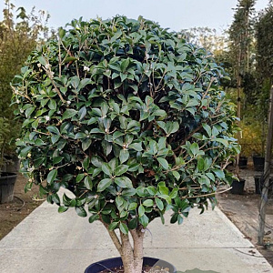 Osmanthus heterophyllus 150-175 cm container solitair 40-45