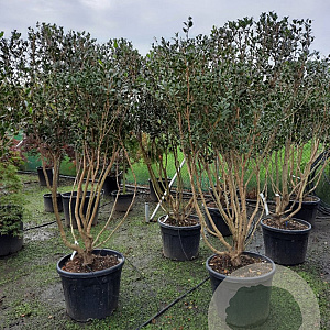 Osmanthus heterophyllus 150-175 cm container solitair 40-45