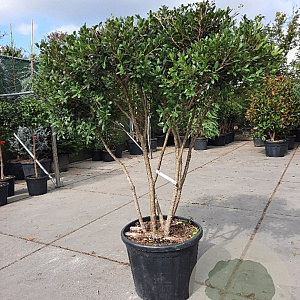 Osmanthus heterophyllus 150-175 cm container solitair 40-45