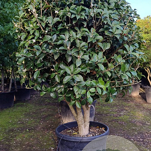 Osmanthus heterophyllus 150-175 cm container solitair 40-45