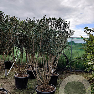 Osmanthus heterophyllus 150-175 cm container solitair 40-45