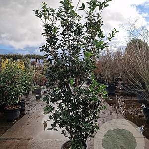 Osmanthus heterophyllus 175-200 cm 25L
