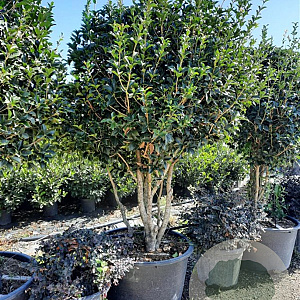 Osmanthus heterophyllus 200-250 cm container 80 stam