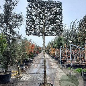 Osmanthus heterophyllus 200 cm stam container 20-25 leiboom