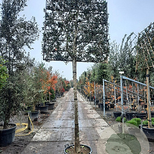 Osmanthus heterophyllus 200 cm stam container 20-25 leiboom