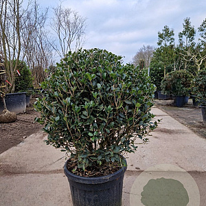Osmanthus heterophyllus 90 cm 45L