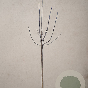 Paulownia fortunei Fast Blue 200 cm stam draadkluit 25-30