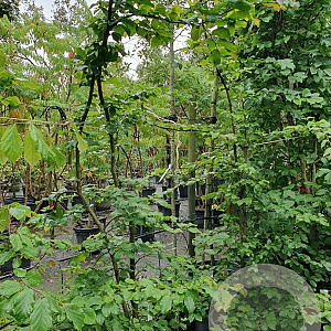 Parrotia persica 175-200 cm container meerstammig