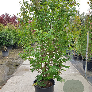 Parrotia persica 200-250 cm container meerstammig extra